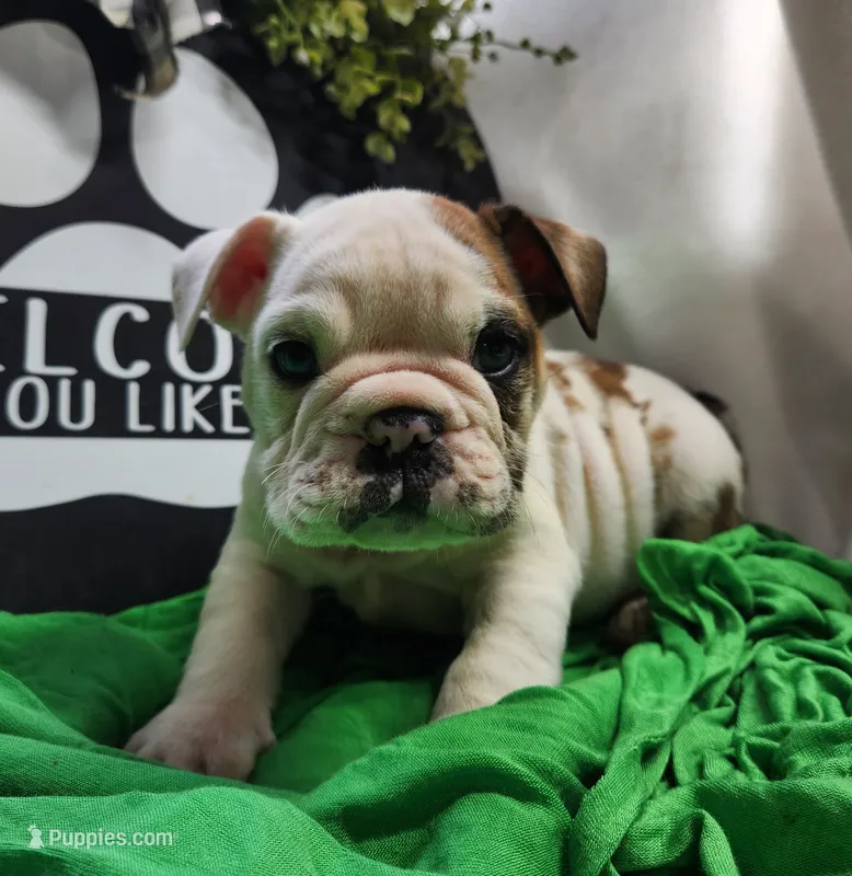 Buckwheat – English Bulldog puppy for sale in Maurice, IA