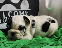 Dill, a male English Bulldog for sale in Maurice, IA – 2 of 7