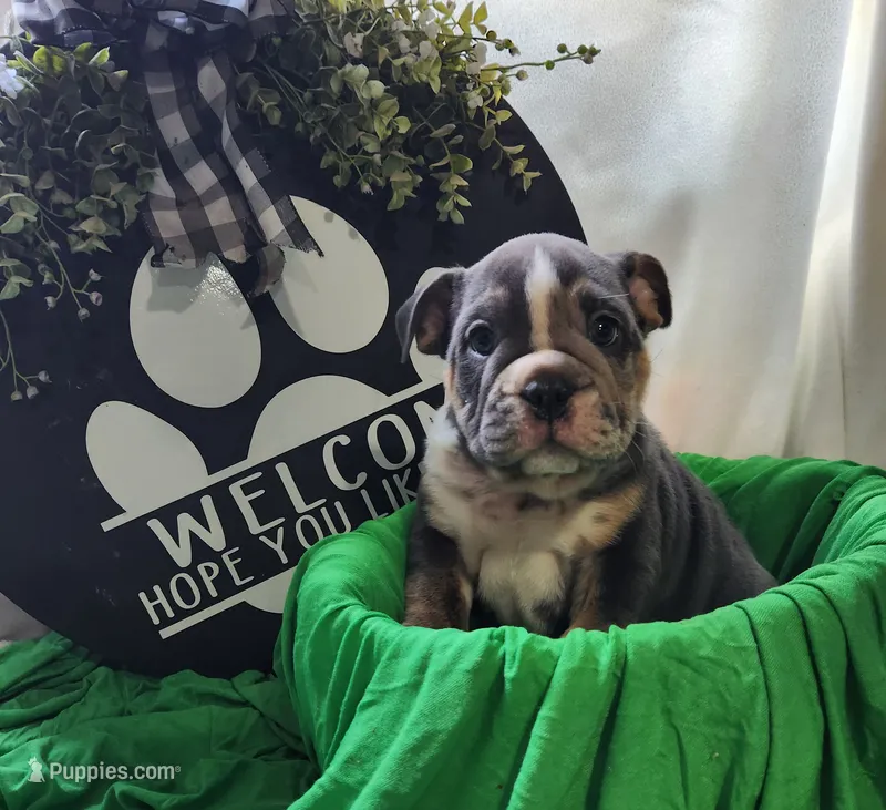 Petey – English Bulldog puppy for sale in Maurice, IA