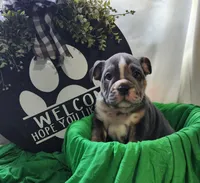Petey, a male English Bulldog for sale in Maurice, IA – 1 of 5