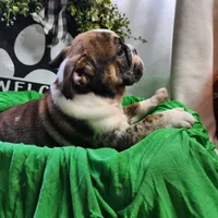 Alfalfa , a male English Bulldog for sale in Maurice, IA – 7 of 7