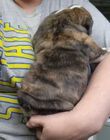 Darla, a female English Bulldog for sale in Maurice, IA – 2 of 4