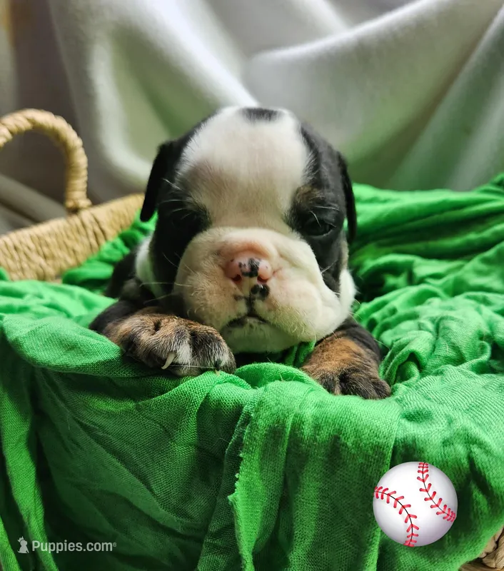 Keith – English Bulldog puppy for sale in Maurice, IA