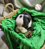 Keith, a male English Bulldog for sale in Maurice, IA – Photo 2 of 3
