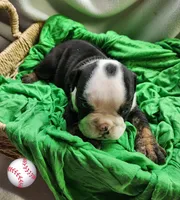Keith, a male English Bulldog for sale in Maurice, IA – Photo 3 of 3