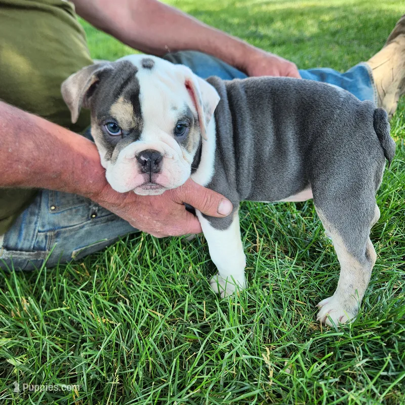 Bobbi Jo – English Bulldog puppy for sale in Maurice, IA