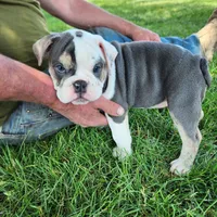 Bobbi Jo, a female English Bulldog for sale in Maurice, IA – 1 of 10