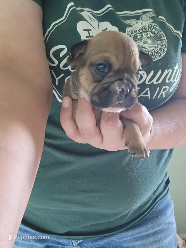 Deborah  – English Bulldog puppy for sale in Maurice, IA