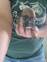 Deborah , a female English Bulldog for sale in Maurice, IA – 1 of 3