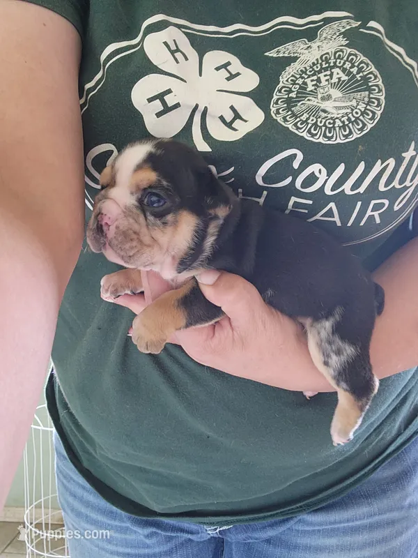 Eve – English Bulldog puppy for sale in Maurice, IA