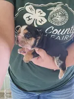 Eve, a female English Bulldog for sale in Maurice, IA – 1 of 4