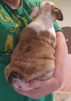 Adam, a male English Bulldog for sale in Maurice, IA – 4 of 8