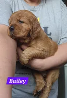Bailey , a female Golden Cocker Retriever for sale in Maurice, IA – 2 of 4