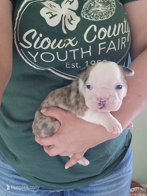 Adam – English Bulldog puppy for sale in Maurice, IA