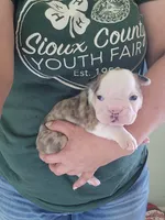 Adam, a male English Bulldog for sale in Maurice, IA – 1 of 4