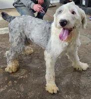 Sausage, a male Old English Sheepdog for sale in Maurice, IA – 8 of 9
