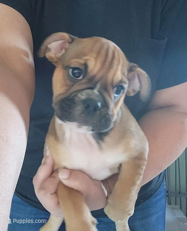 Deborah  – English Bulldog puppy for sale in Maurice, IA