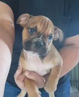 Deborah , a female English Bulldog for sale in Maurice, IA – 1 of 6