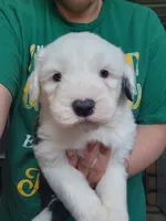 Eggs, a male Old English Sheepdog for sale in Maurice, IA – 3 of 3