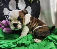 Mae, a female English Bulldog for sale in Maurice, IA – 7 of 7