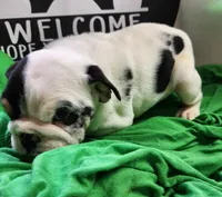 Dill, a male English Bulldog for sale in Maurice, IA – 3 of 7