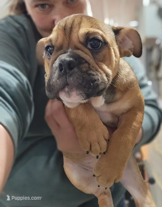 Deborah  – English Bulldog puppy for sale in Maurice, IA