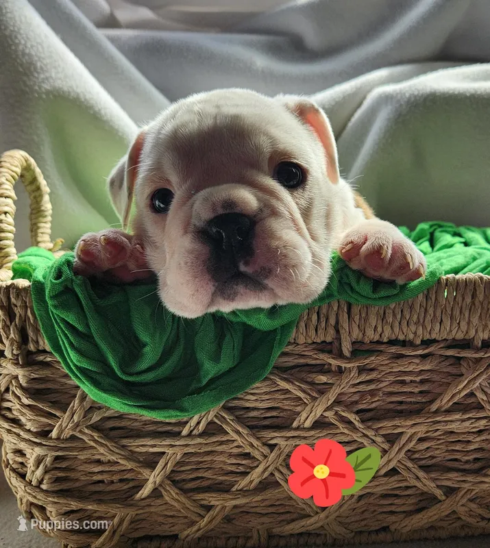 Doris – English Bulldog puppy for sale in Maurice, IA