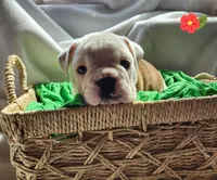 Doris, a female English Bulldog for sale in Maurice, IA – Photo 3 of 4