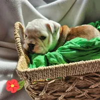 Doris, a female English Bulldog for sale in Maurice, IA – Photo 4 of 4