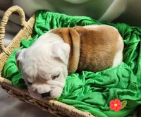 Doris, a female English Bulldog for sale in Maurice, IA – Photo 2 of 4