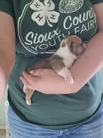 Delilah, a female English Bulldog for sale in Maurice, IA – 3 of 4