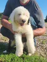 Sausage, a male Old English Sheepdog for sale in Maurice, IA – 2 of 9