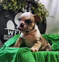 Spanky, a male English Bulldog for sale in Maurice, IA – 2 of 7