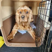 Cissy, a female Golden Cocker Retriever for sale in Maurice, IA – 4 of 5