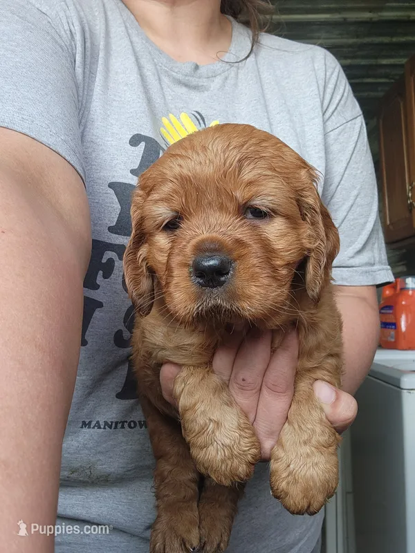 Bailey  – Golden Cocker Retriever puppy for sale in Maurice, IA