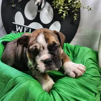 Alfalfa , a male English Bulldog for sale in Maurice, IA – 6 of 7