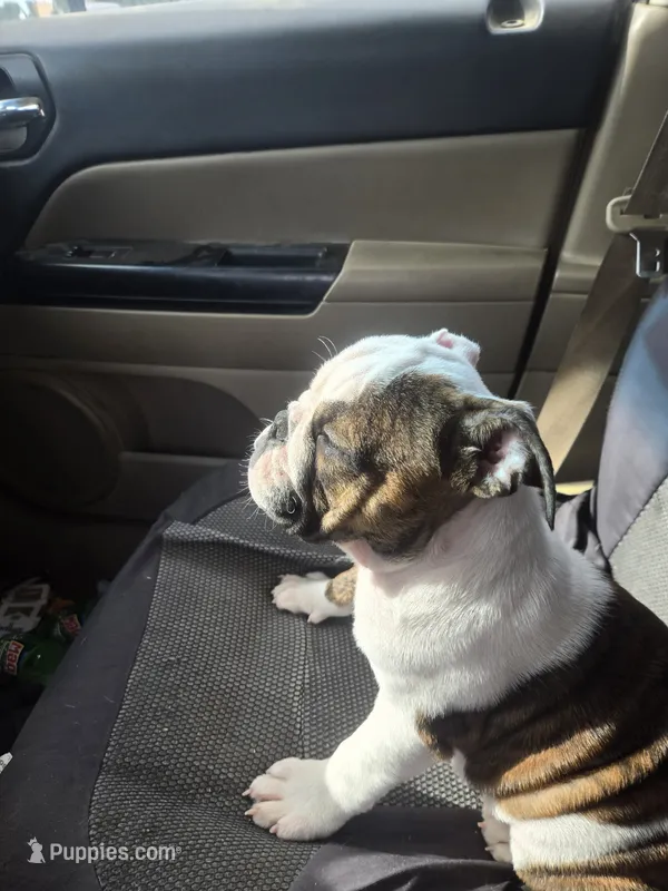 Mae – English Bulldog puppy for sale in Maurice, IA