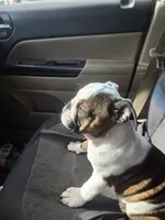 Mae, a female English Bulldog for sale in Maurice, IA – 1 of 8