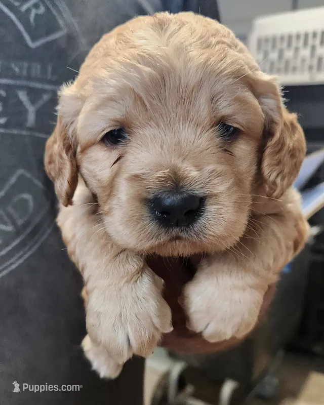 Baloo – Golden Cocker Retriever puppy for sale in Maurice, IA