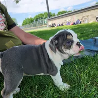 Bobbi Jo, a female English Bulldog for sale in Maurice, IA – 2 of 10