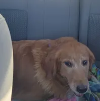Bailey , a female Golden Cocker Retriever for sale in Maurice, IA – 3 of 4
