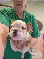 Adam, a male English Bulldog for sale in Maurice, IA – 1 of 8