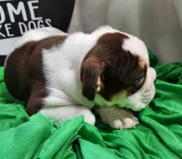 Kosher, a male English Bulldog for sale in Maurice, IA – 7 of 7