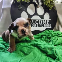 Spanky, a male English Bulldog for sale in Maurice, IA – 4 of 7