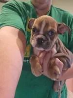 Ruth, a female English Bulldog for sale in Maurice, IA – 2 of 5