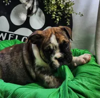 Alfalfa , a male English Bulldog for sale in Maurice, IA – 2 of 7