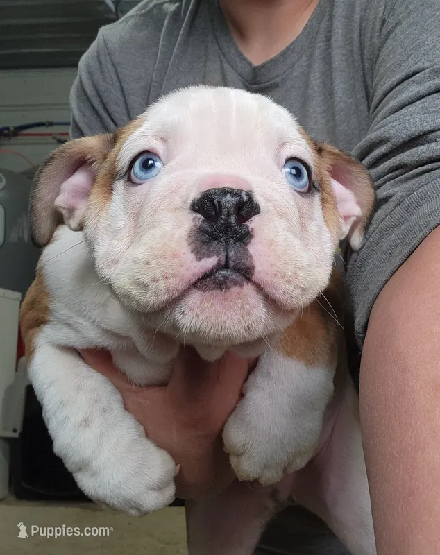 Adam – English Bulldog puppy for sale in Maurice, IA