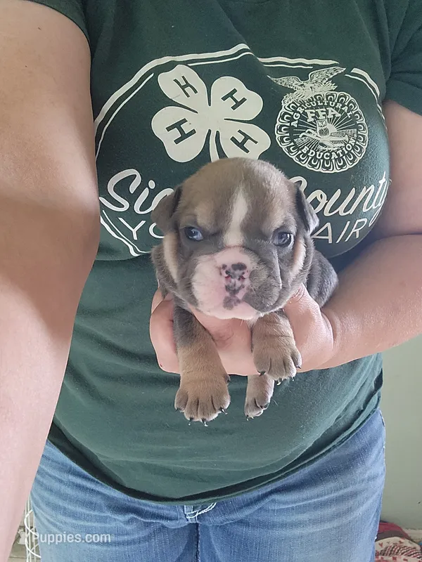 Ruth – English Bulldog puppy for sale in Maurice, IA