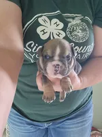 Ruth, a female English Bulldog for sale in Maurice, IA – 1 of 3