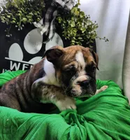 Alfalfa , a male English Bulldog for sale in Maurice, IA – 5 of 7